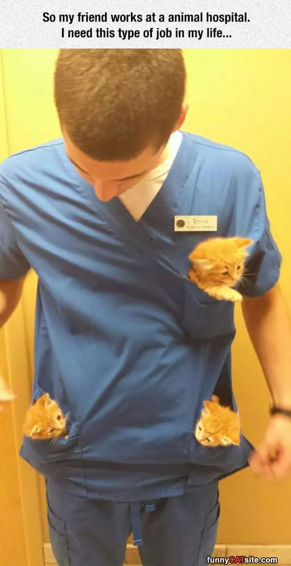 Veterinarian Kitten Pockets