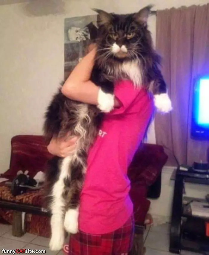 That Is A Very Large Cat