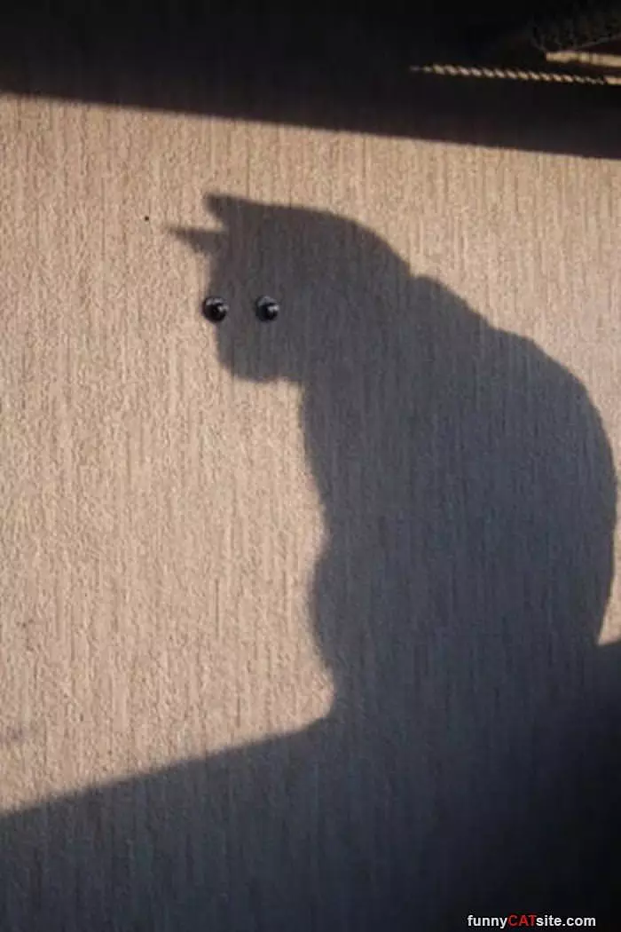 A Shadow Cat
