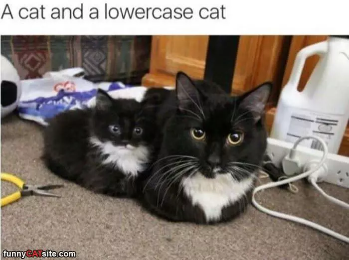Cat And Lower Case Cat