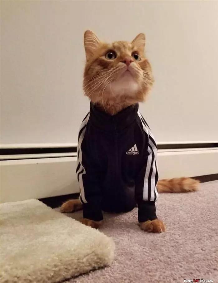 Adidas Cat