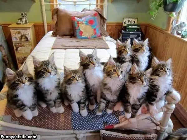 Bed Full Of Kittens