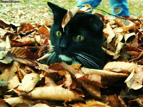 Leaf Cat