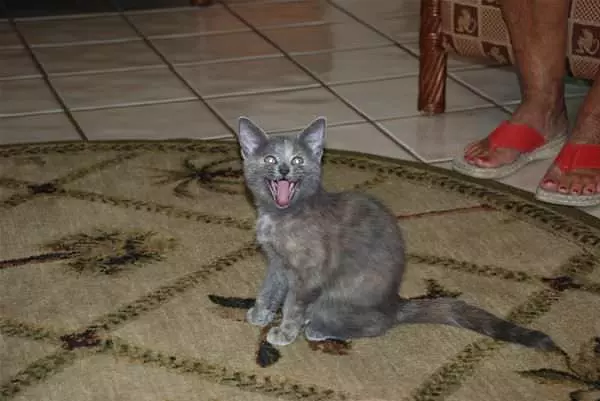 Big Cat Yawn