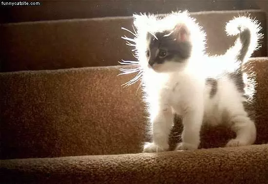 Kitten On Stairs