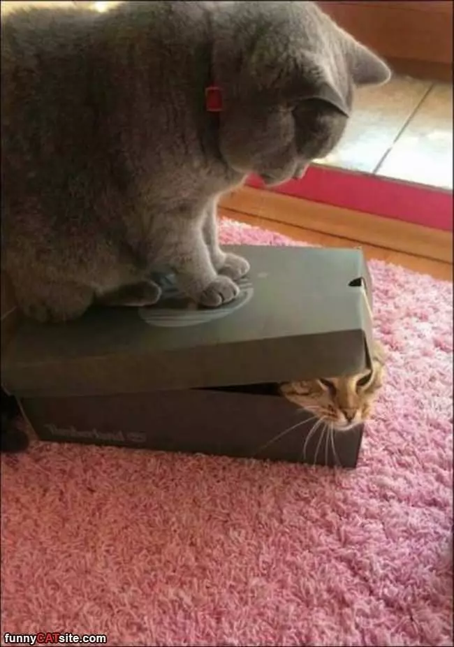 A Cat In A Box