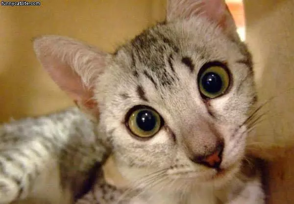 The Huge Eyes Cat