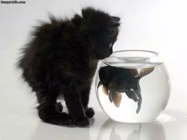 Fish And Cat