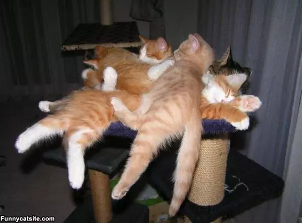 A Cute Kitten Pile