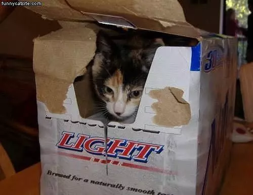 Light Cat