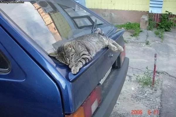 Cats Can Sleep Anywhere