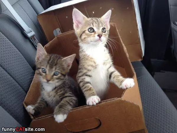 Box Of Cats