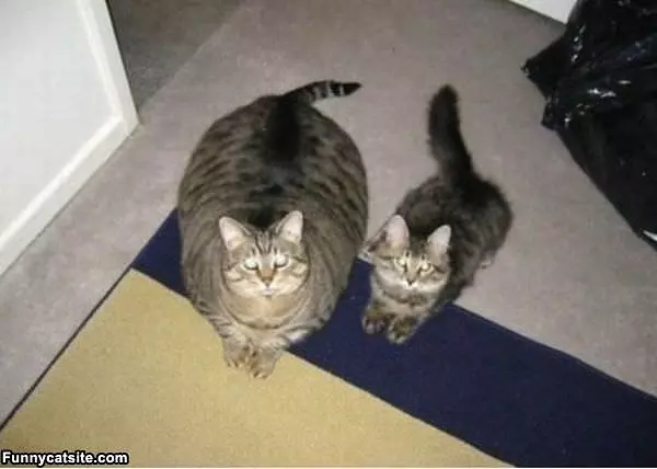 One Is A Fat One