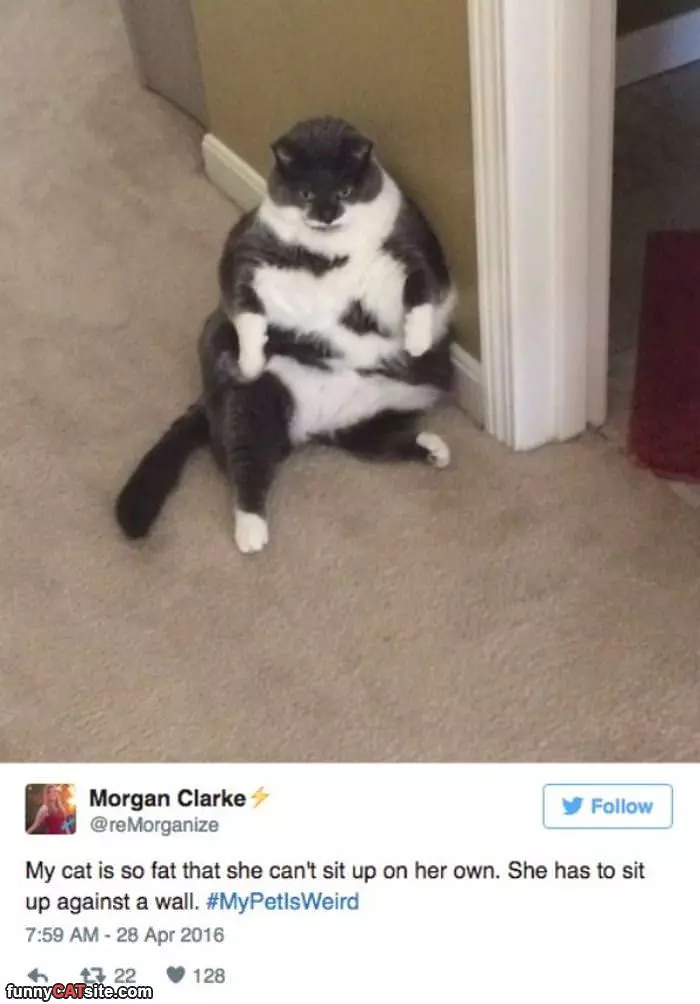 Fatty Cat Sitting Around