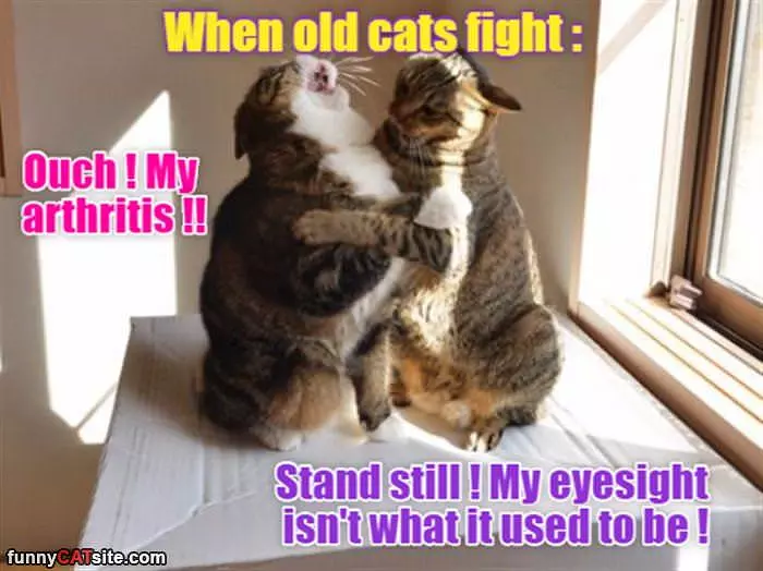 When Old Cats Fight