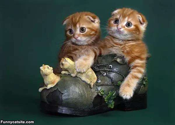 Kittens In A Shoe