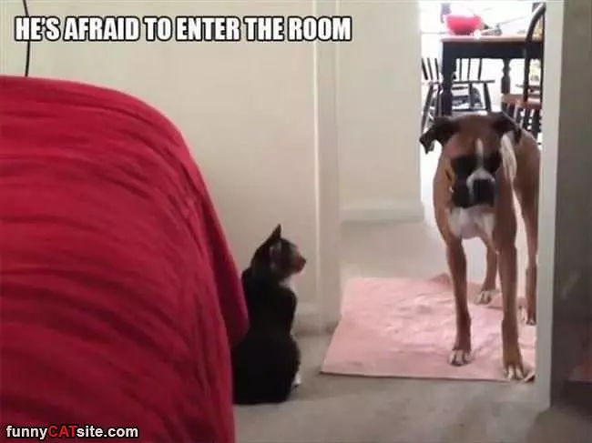 Afraid To Enter A Room