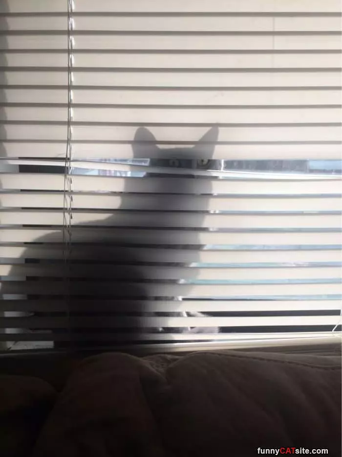 Behind The Blinds
