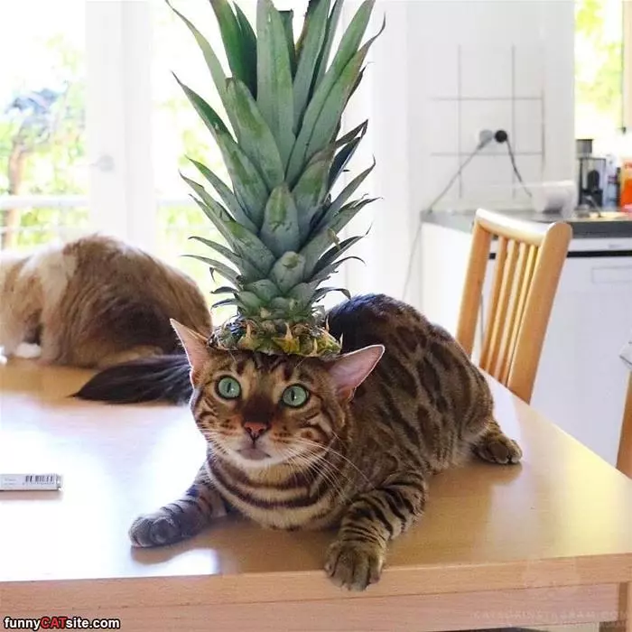 I Am A Pineapple