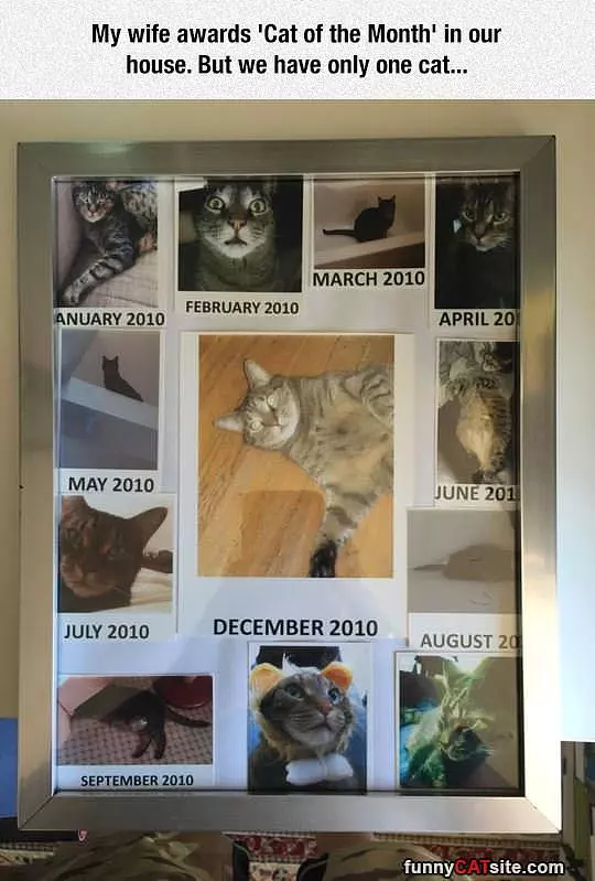 Cat Of The Month