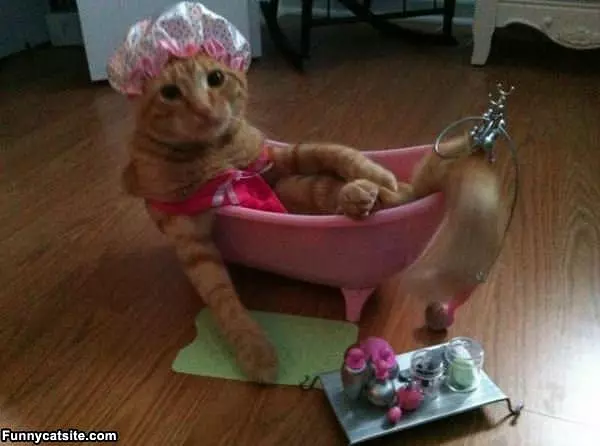 Pampered Kitty