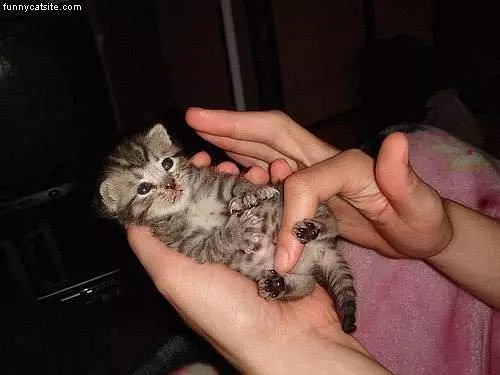 Little Tiny Kitten