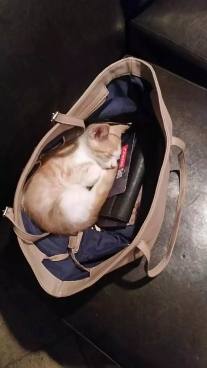 One Purse Of Cat