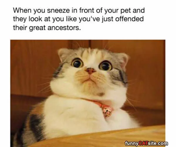 Sneeze Pet Expression