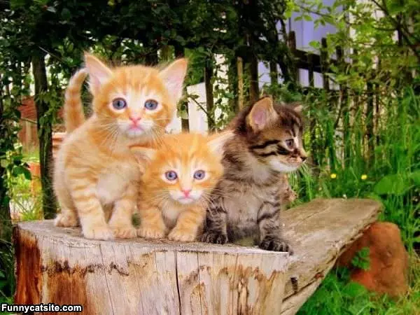 3 Cute Kittens