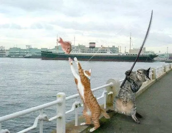 Fishing Cats