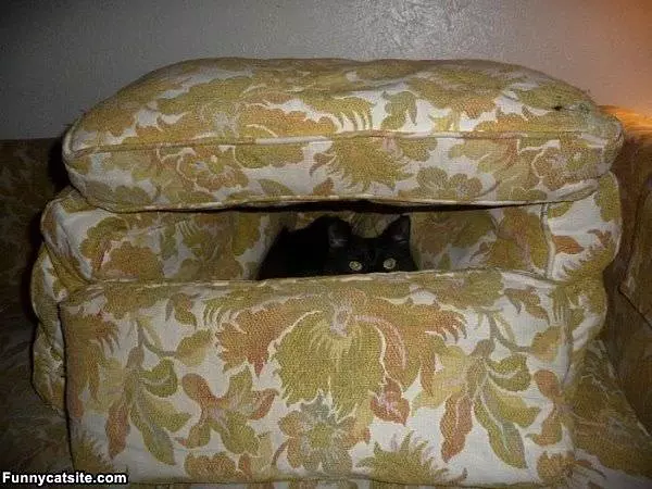 The Cat Fort