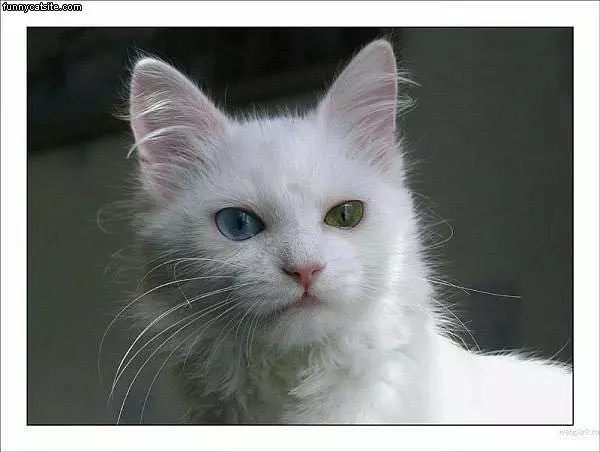 Different Colored Eyes Cat