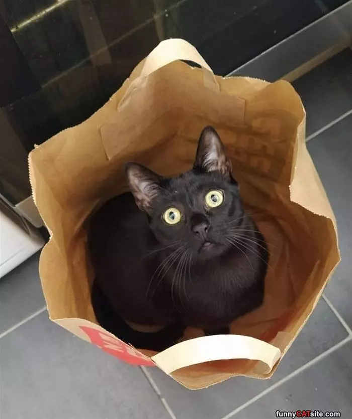 One Bag Of Cat