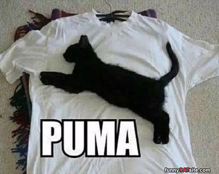 I Am Puma
