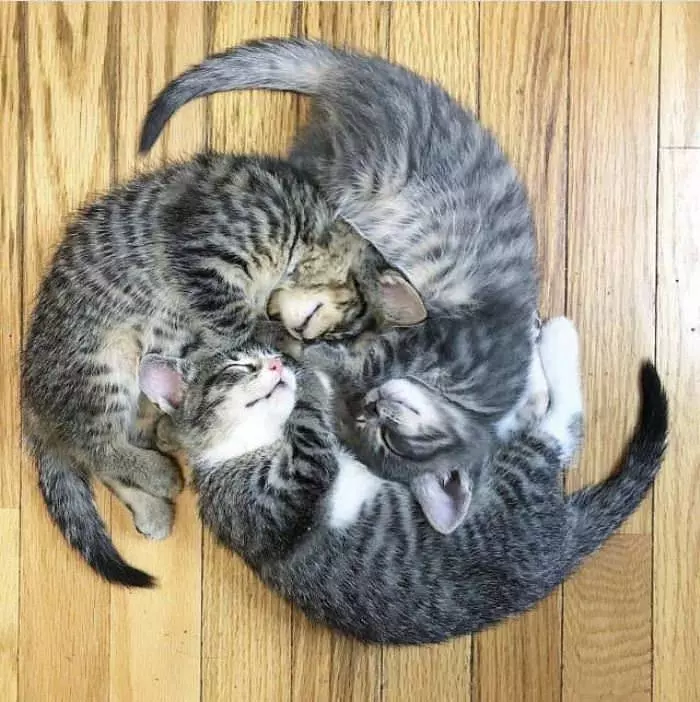 The Kitten Whirl
