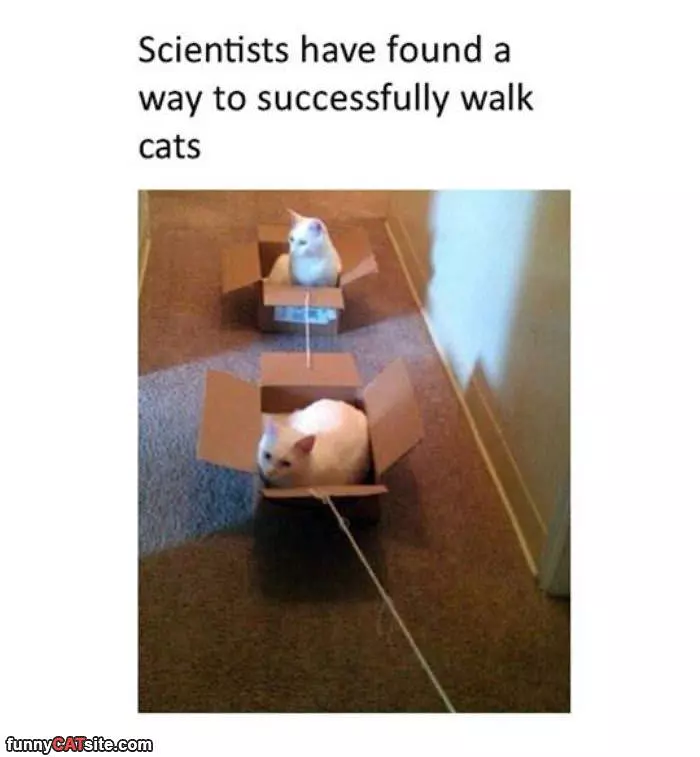 Found A Way To Walk Cats