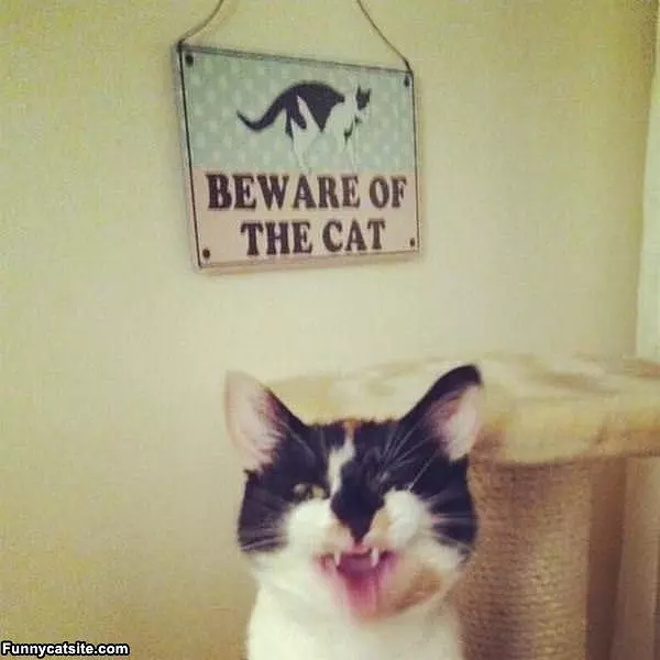 Beware The Cat