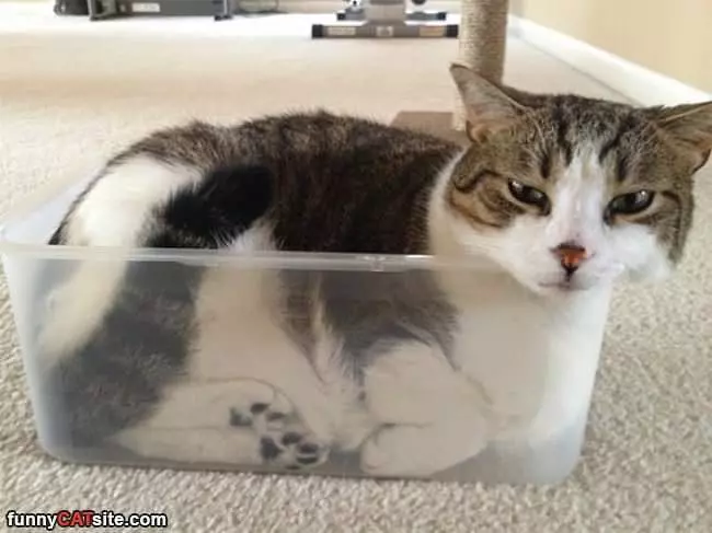 I Just Fit