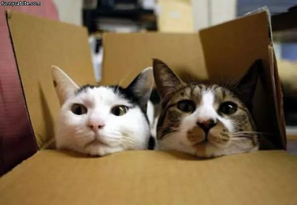 Box O Cats