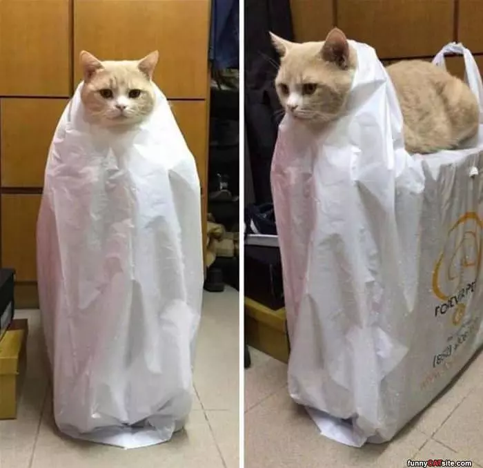 I Am Bag Cat