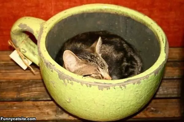 I Sleep In A Cup