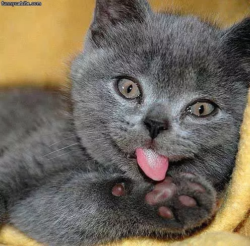 Kitten Tounge