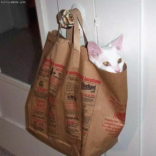 Cat In Paper Bag