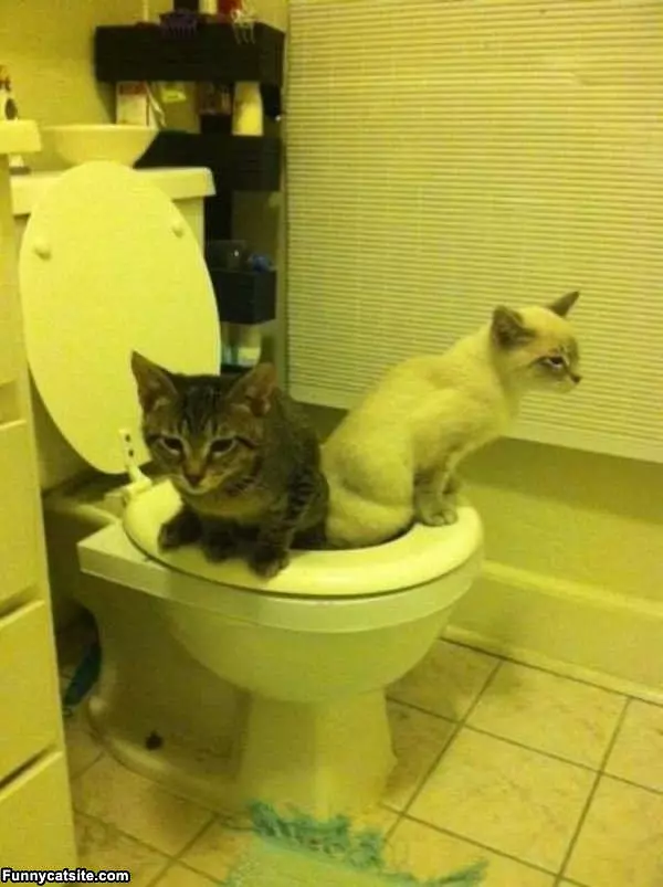 Sharing The Toilet