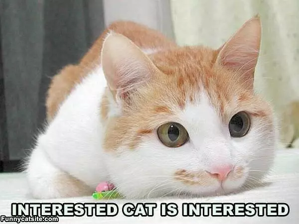 Interested Cat