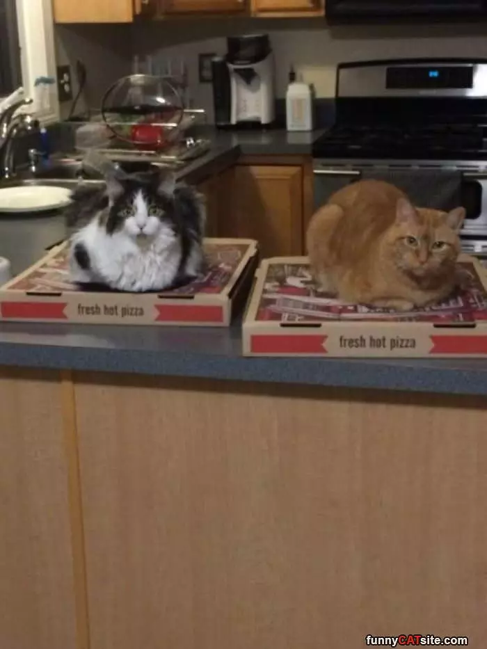 Guarding The Pizza