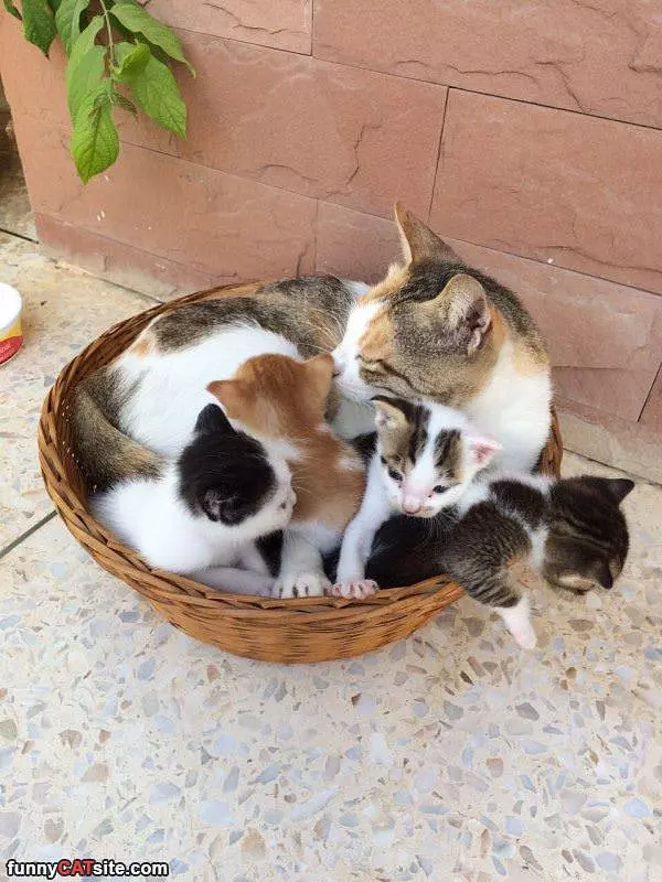 A Basket Full Of Them