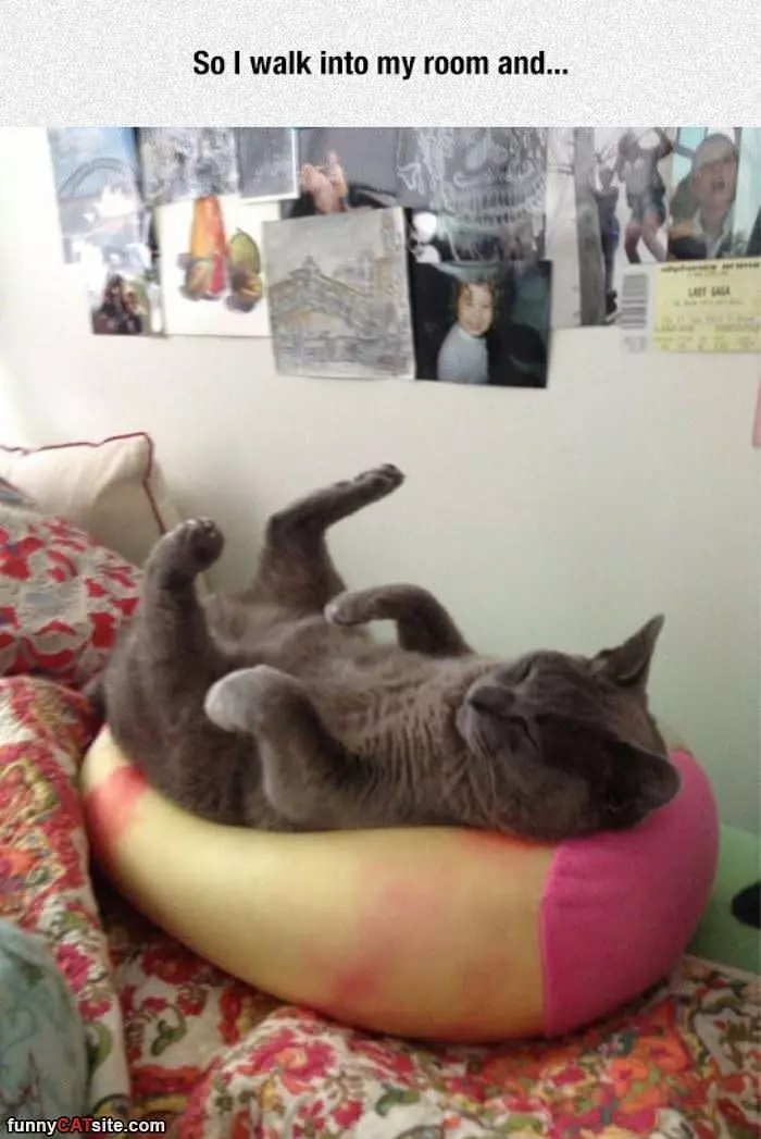 That Is One Relaxed Cat