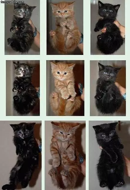 Multiple Kittens