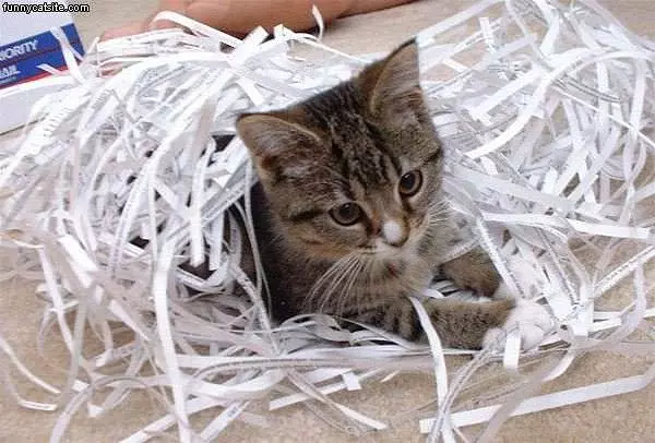 Paper Shredder Cat